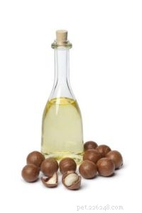 Are Macadamia Nuts Safe for Dogs? Health Benefits and Risks Explained