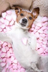 Are Marshmallows Safe for Dogs? Explore 3 Benefits & 5 Risks
