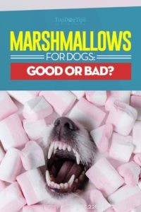 Are Marshmallows Safe for Dogs? Explore 3 Benefits & 5 Risks
