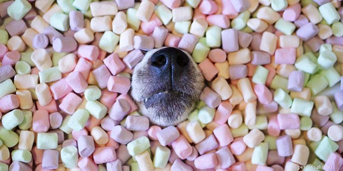 Are Marshmallows Safe for Dogs? Explore 3 Benefits & 5 Risks