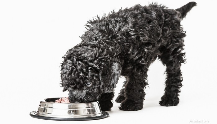 Top 3 Science‑Based Dog Food Diets to Prevent Health Issues