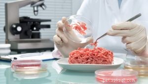 9 Expert Tips for Choosing High-Quality Dog Food