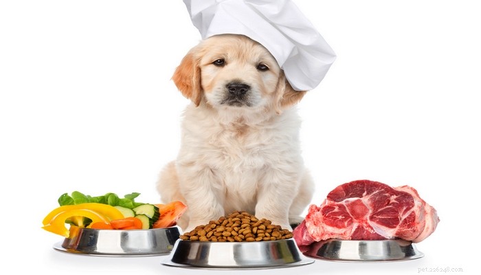 4 Proven Benefits of Feeding Your Dog Human-Grade Food