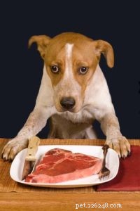 4 Proven Benefits of Feeding Your Dog Human-Grade Food
