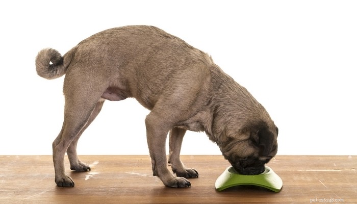 How to Read Online Dog Food Reviews: Choose the Best Diet for Your Pet