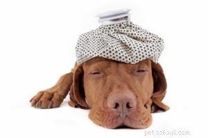 Choosing the Best Dog Food: Why Quality Matters
