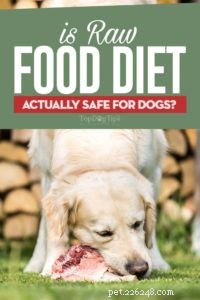 Is a Raw Food Diet Safe for Your Dog? Expert Insights