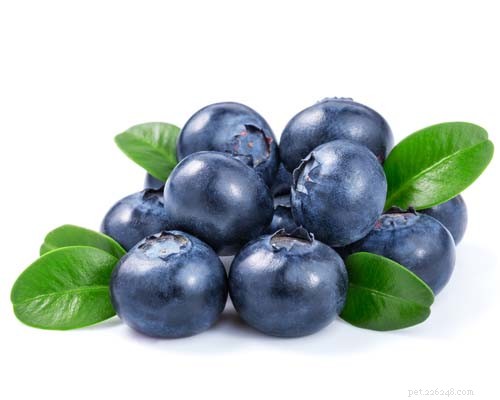 Are Blueberries Safe for Dogs? Proven Benefits & Feeding Tips