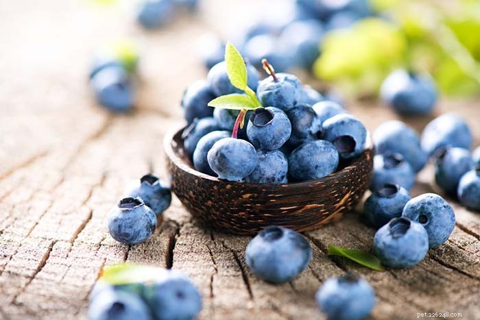Are Blueberries Safe for Dogs? Proven Benefits & Feeding Tips