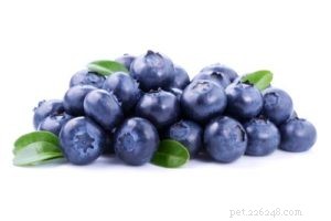 Are Blueberries Safe for Dogs? Proven Benefits & Feeding Tips