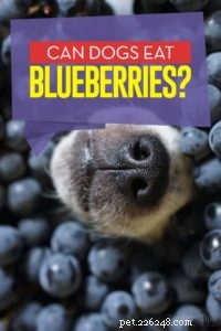 Are Blueberries Safe for Dogs? Proven Benefits & Feeding Tips