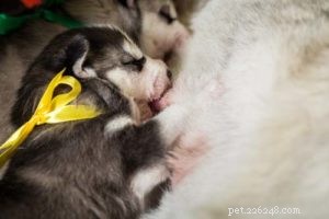 Is Human Breast Milk Safe for Dogs? Understanding Risks and Alternatives