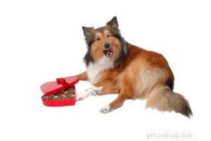 Chocolate: Why It s Toxic to Dogs and What to Avoid