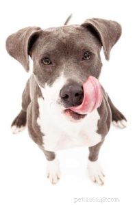 Ginger for Dogs: Safe, Effective, and Health‑Boosting