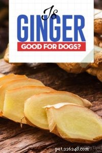 Ginger for Dogs: Safe, Effective, and Health‑Boosting
