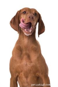 Is Jell-O Safe for Dogs? What You Need to Know
