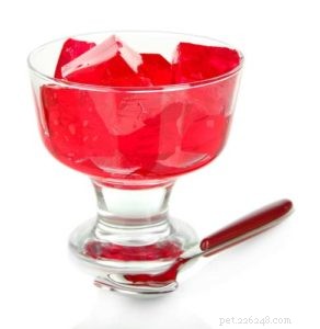 Is Jell-O Safe for Dogs? What You Need to Know