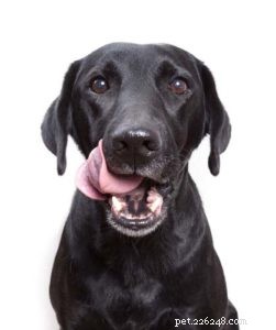 Can Dogs Safely Eat Mango? Benefits, Risks, and Serving Guidelines