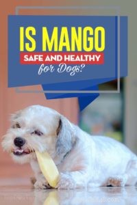 Can Dogs Safely Eat Mango? Benefits, Risks, and Serving Guidelines