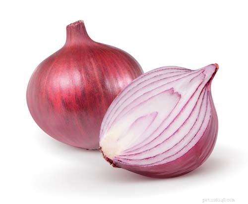 Why Dogs Should Never Eat Onions: The Toxic Truth