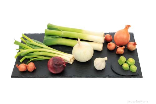 Why Dogs Should Never Eat Onions: The Toxic Truth