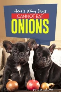 Why Dogs Should Never Eat Onions: The Toxic Truth