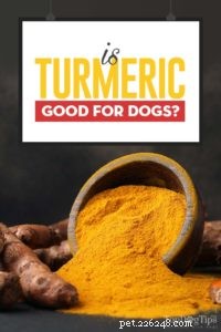 Turmeric for Dogs: Safe Uses, Benefits, and How to Feed Your Pet
