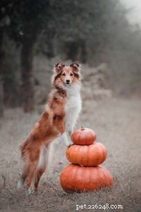 Pumpkin for Dogs: Safe, Nutritious Snack with Zero Side Effects