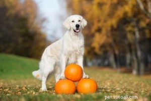 Pumpkin for Dogs: Safe, Nutritious Snack with Zero Side Effects