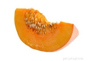 Pumpkin for Dogs: Safe, Nutritious Snack with Zero Side Effects
