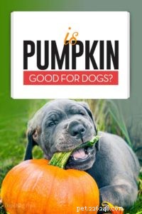 Pumpkin for Dogs: Safe, Nutritious Snack with Zero Side Effects