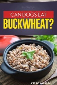Can Dogs Safely Eat Buckwheat? A Guide to Feeding Your Pup
