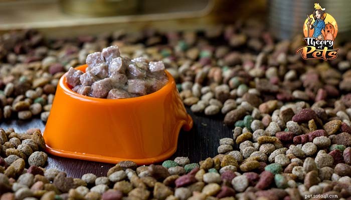Wet vs. Dry Dog Food: Which Is Best? Insights from Dr. Jennifer Adolphe, PhD