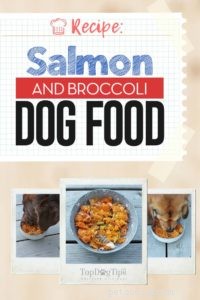 Healthy Salmon & Broccoli Dog Food Recipe for Sensitive Stomachs