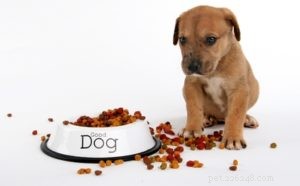 7 Premium Dry Foods Every Puppy Should Eat – Trusted Picks for All Breeds