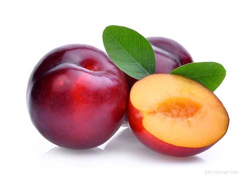 Are Plums Safe and Beneficial for Dogs? A Guide