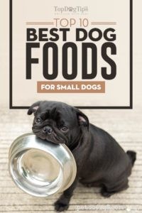 The 10 Best Dog Foods for Small Breeds: Expert‑Approved Nutrition