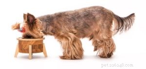 The 10 Best Dog Foods for Small Breeds: Expert‑Approved Nutrition