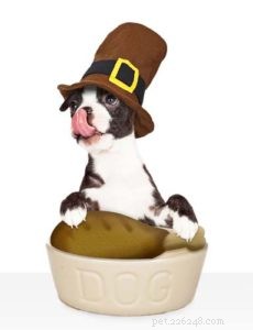 Can Dogs Safely Eat Turkey? Benefits & Tips for Your Pet