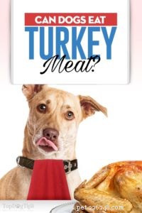 Can Dogs Safely Eat Turkey? Benefits & Tips for Your Pet