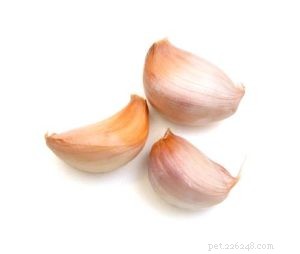 Why Garlic Is Harmful to Dogs