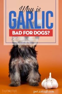 Why Garlic Is Harmful to Dogs
