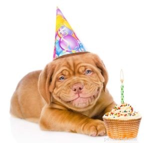 Can Dogs Eat Cake? Why It’s Unsafe and Safer Alternatives