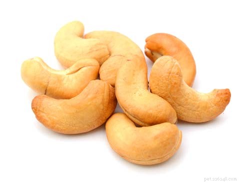 Are Cashews Safe for Dogs? Vet-Approved Insights
