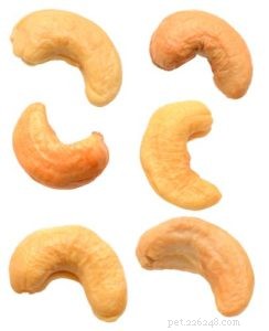 Are Cashews Safe for Dogs? Vet-Approved Insights