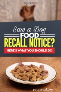 Dog Food Recall: What It Means & How to Protect Your Pet