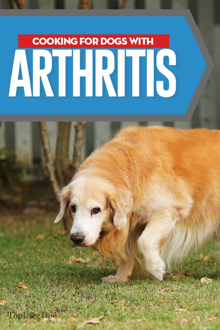 Best Feeding Strategies for Dogs with Arthritis