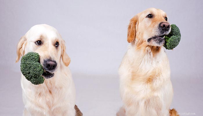 Can Dogs Thrive on a Vegan or Vegetarian Diet? Expert Insights