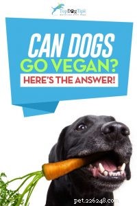 Can Dogs Thrive on a Vegan or Vegetarian Diet? Expert Insights