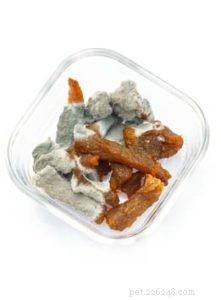How Dog Food Fuels Common Health Issues: 3 Key Diseases to Watch